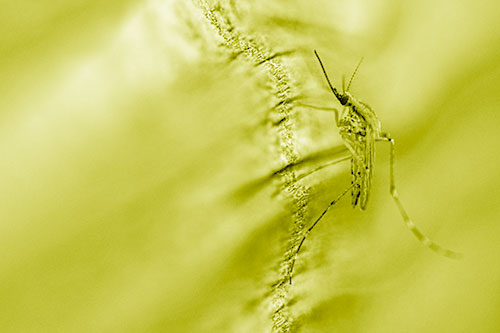 Mosquito Stretches Leg Among Wood (Yellow Shade)