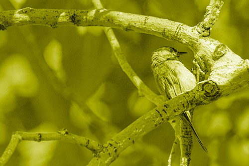 Mountain Chicadee Clamps Onto Bending Tree Branch (Yellow Shade)