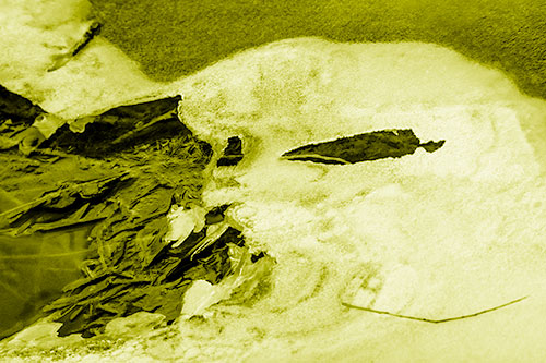 Mouth Melting River Ice Face Among Floating Branches (Yellow Shade)