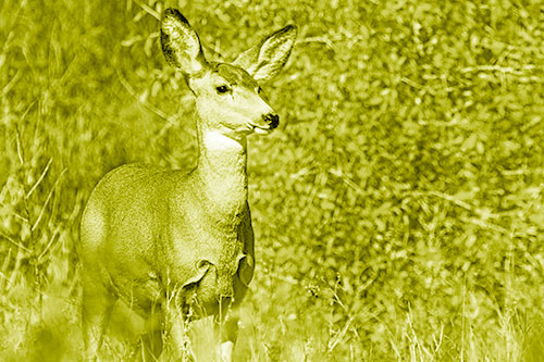 Mule Deer Gazes Across Landscape Horizon (Yellow Shade)