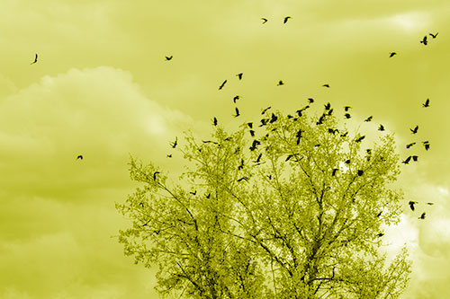 Murder Of Crows Swarm Autumn Tree (Yellow Shade)