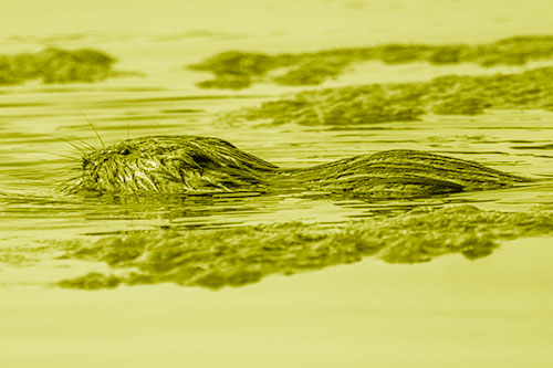 Muskrat Swimming Among Floating Algae (Yellow Shade)
