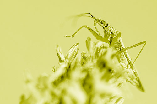 Nabis Lineatus Crawling Atop Plantago (Yellow Shade)