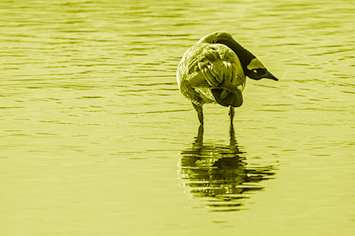 Neck Contorting Canadian Goose Grooming Among Shallow Water (Yellow Shade)