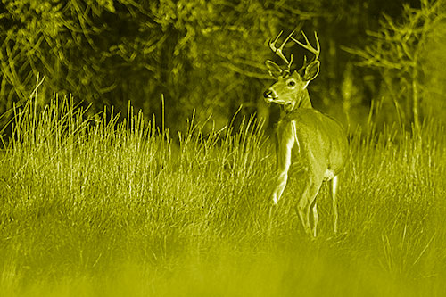 Neck Twisting White Tailed Deer Glancing Back Among Grass (Yellow Shade)