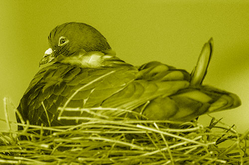 Nesting Pigeon Keeping Watch (Yellow Shade Photo)