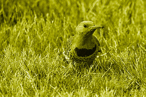 Northern Flicker Woodpecker Digging Up Dirt (Yellow Shade)