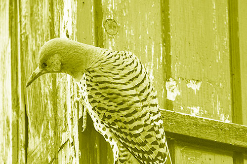 Northern Flicker Woodpecker Peeking Around Birdhouse (Yellow Shade Photo)