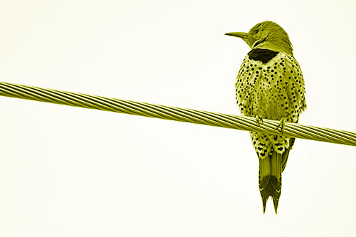 Northern Flicker Woodpecker Perched Atop Steel Wire (Yellow Shade)