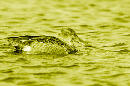 Northern Shoveler Duck Enjoying Lake Swim (Yellow Shade Photo)