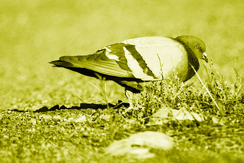 Observant Pigeon Scouring Among Dead Plants (Yellow Shade)