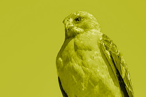Observant Rough Legged Hawk Watching Intensely (Yellow Shade)