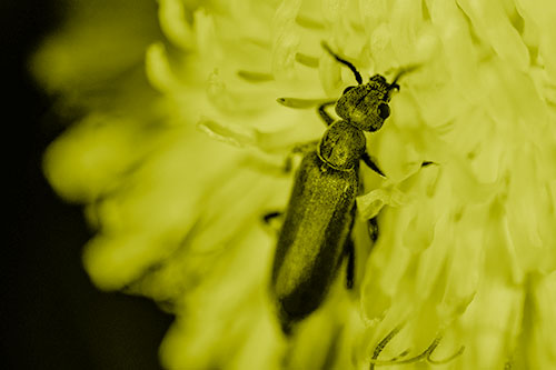 Oedemera Beetle Feasting Among Dandelion (Yellow Shade)