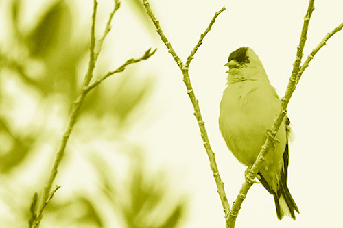 Open Mouthed American Goldfinch Standing On Tree Branch (Yellow Shade Photo)