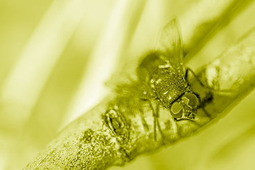 Open Mouthed Blow Fly Looking Above (Yellow Shade Photo)