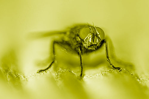 Open Mouthed Cluster Fly Shocked With Fear (Yellow Shade)