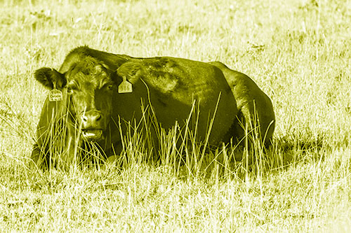 Open Mouthed Cow Resting On Grass (Yellow Shade)