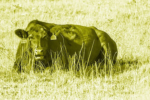 Open Mouthed Cow Resting On Grass (Yellow Shade Photo)