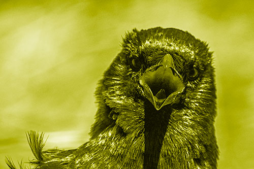 Open Mouthed Crow Screaming Among Wind (Yellow Shade Photo)