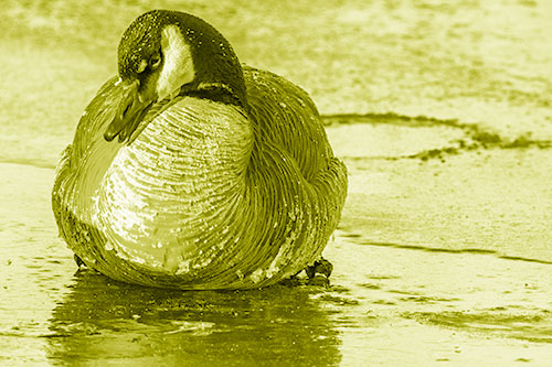 Open Mouthed Goose Laying Atop Ice Frozen River (Yellow Shade Photo)