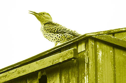 Open Mouthed Northern Flicker Woodpecker (Yellow Shade Photo)