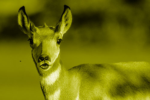 Open Mouthed Pronghorn Gazes In Shock (Yellow Shade)