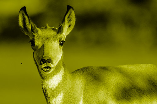 Open Mouthed Pronghorn Gazes In Shock (Yellow Shade Photo)