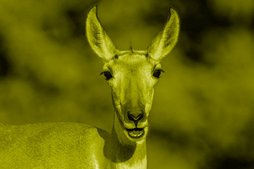 Open Mouthed Pronghorn Spots Intruder (Yellow Shade Photo)
