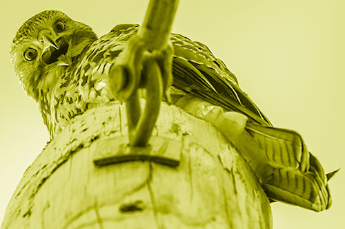 Open Mouthed Red Tailed Hawk Squawking Downward (Yellow Shade)