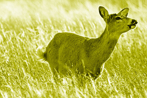 Open Mouthed White Tailed Deer Among Wheatgrass (Yellow Shade Photo)