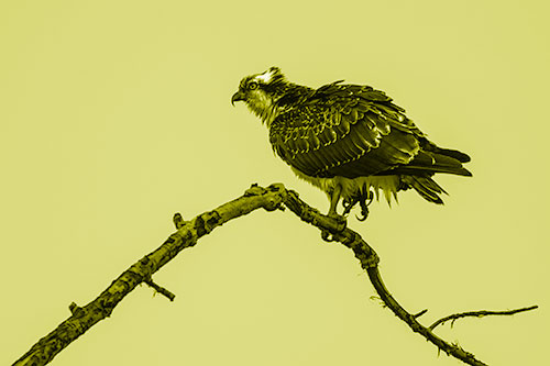 Osprey Hawk Balancing Among Bending Tree Branch (Yellow Shade)