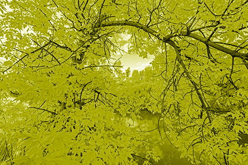 Overlooking River Through Bending Leaf Covered Autumn Tree Branch (Yellow Shade)