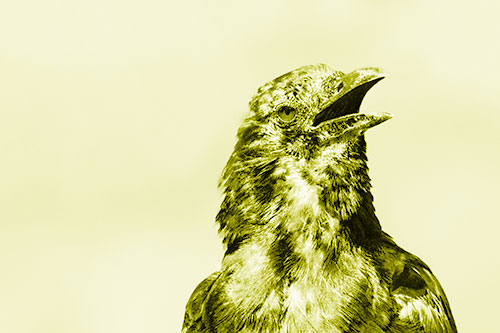 Panting Open Mouthed Crow Cooling Down Among Heat (Yellow Shade)