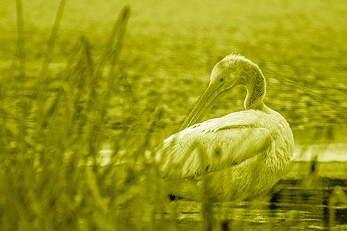 Pelican Grooming Beyond Water Reed Grass (Yellow Shade Photo)