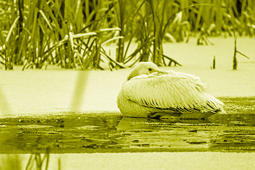 Pelican Resting Atop Ice Frozen Lake (Yellow Shade Photo)