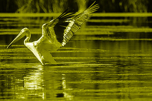Pelican Takes Flight Off Lake Water (Yellow Shade Photo)