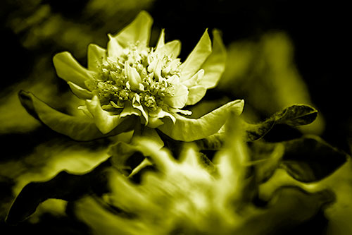 Peony Flower In Motion (Yellow Shade Photo)