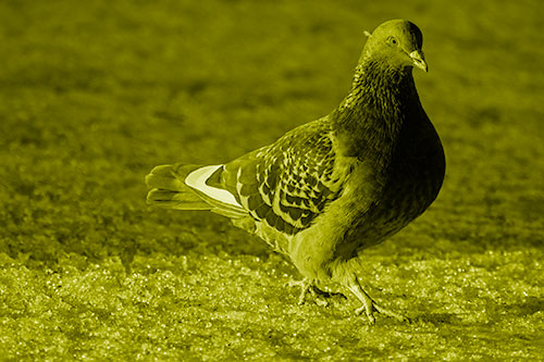 Pigeon Crosses Shadow Covered River Ice (Yellow Shade Photo)