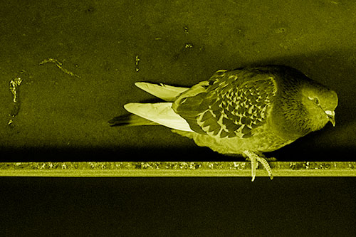 Pigeon Crouching On Steel Beam (Yellow Shade Photo)