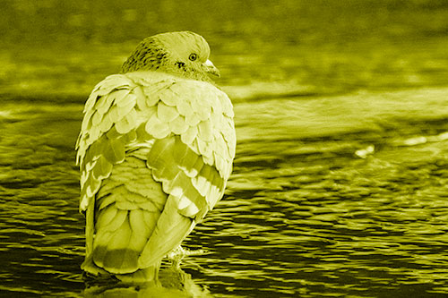 Pigeon Glancing Backwards Among River Water (Yellow Shade)