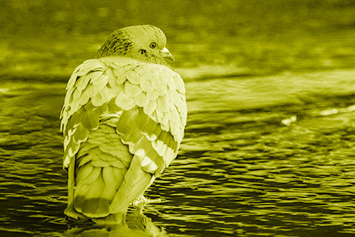 Pigeon Glancing Backwards Among River Water (Yellow Shade Photo)