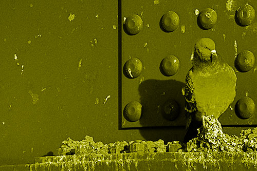 Pigeon Keeping Watch Among Dirty Bridge Steel (Yellow Shade)