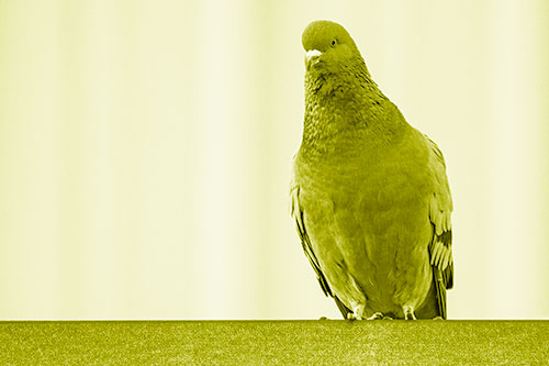 Pigeon Keeping Watch Atop Metal Roof Ledge (Yellow Shade)