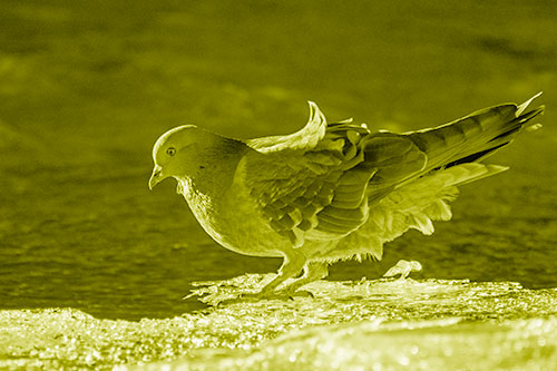 Pigeon Peeking Over Frozen River Ice Edge (Yellow Shade Photo)