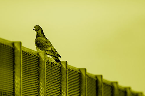 Pigeon Standing Atop Steel Guardrail (Yellow Shade Photo)