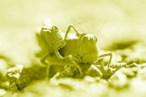 Piggybacking Grasshopper Goes For Ride (Yellow Shade Photo)