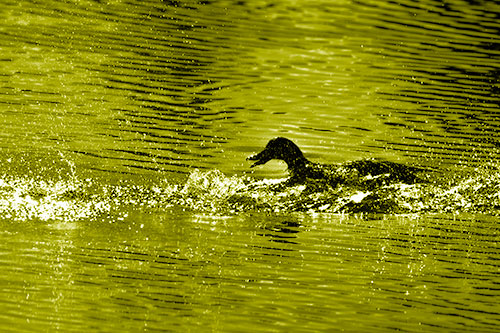 Playful Mallard Duck Gets Splashed Among Lake Horizon (Yellow Shade)
