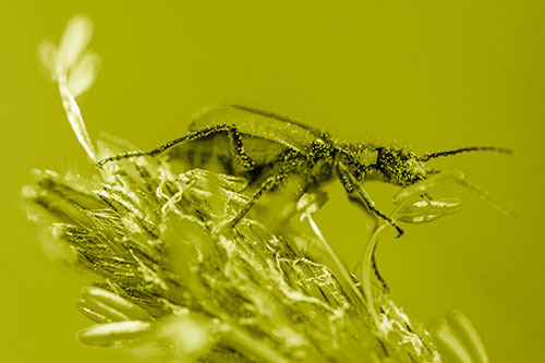 Pollen Covered Scarlet Malachite Beetle Hugging Flower Stem (Yellow Shade)