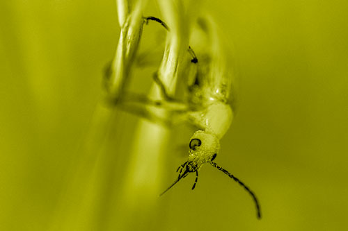 Pollen Faced Blister Beetle Hangs Onto Plant Stem (Yellow Shade)