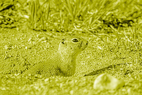 Prairie Dog Emerges From Dirt Tunnel (Yellow Shade)